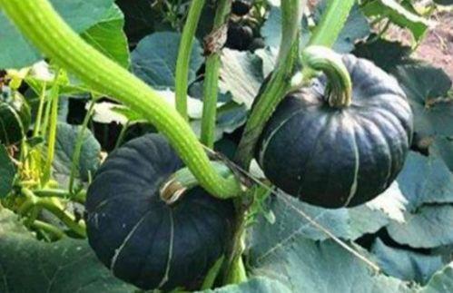 吃小瓜会过敏,小心！吃小瓜竟可能引发过敏反应