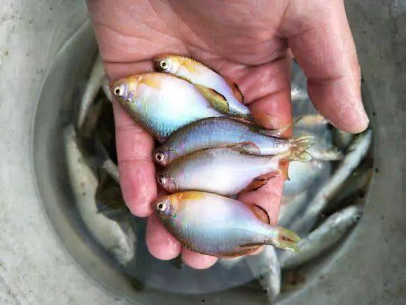 看鱼出料文案搞笑短句,笑料连篇！看鱼出料，欢乐无限