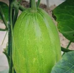 老瓜筋怎么吃,解锁传统美食新体验