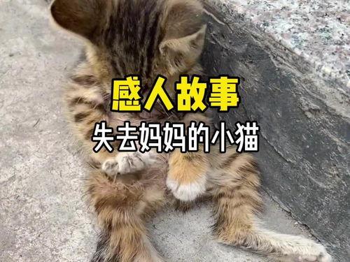 深圳头条小猫仔,萌态可掬的街头萌宠