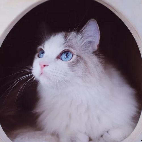 萌宠网红猫动画视频,治愈系动画视频带你领略喵星人的魅力