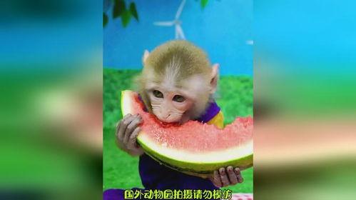 猴大王吃瓜介绍